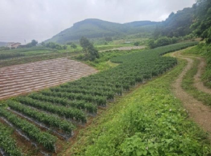 충북 단양군 어상천면 전 경매 물건 사진 2 · 2025타경5341