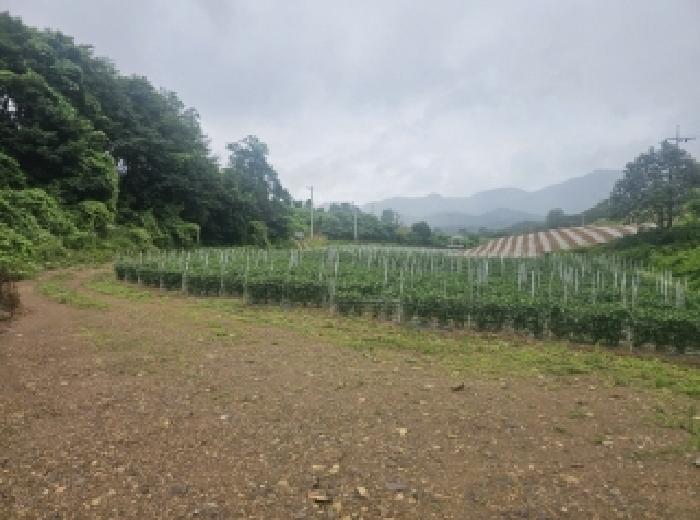 충북 단양군 어상천면 전 경매 물건 사진 3 · 2025타경5341