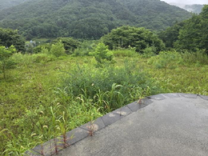 충북 제천시 백운면 임야 경매 물건 사진 4 · 2025타경5354