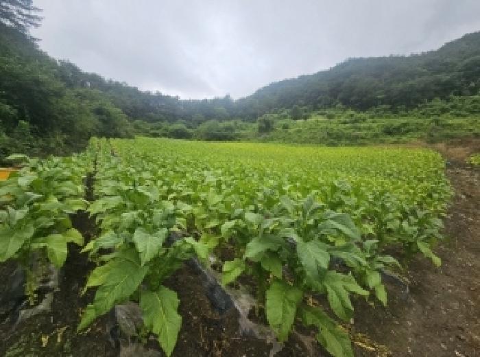 충북 단양군 영춘면 전 경매 물건 사진 4 · 2025타경5358