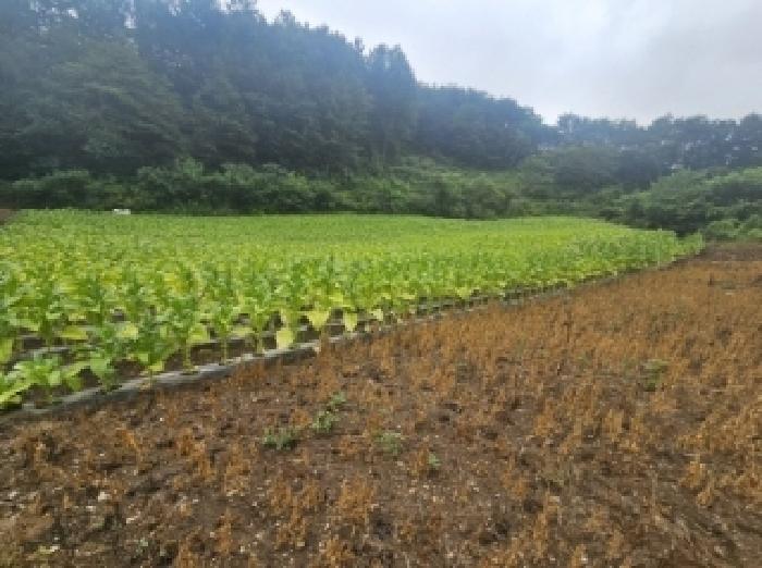 충북 단양군 영춘면 전 경매 물건 사진 6 · 2025타경5358