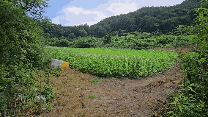 충북 단양군 영춘면 전 경매 물건 사진