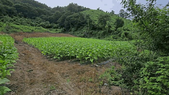 충북 단양군 영춘면 전 경매 물건 사진 5 · 2025타경5358