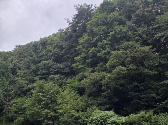 충북 제천시 백운면 전 경매 물건 사진