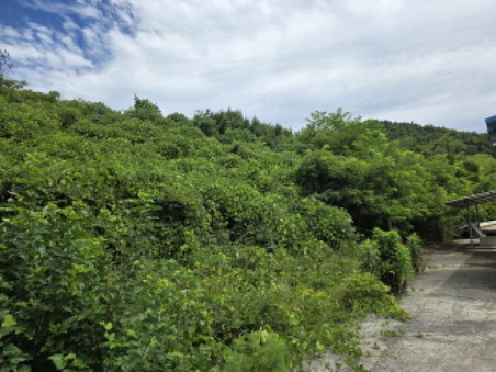 충북 제천시 청풍면 임야 경매 물건 사진 6 · 2025타경5385