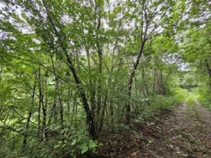 충북 제천시 자작동 임야 경매 물건 사진 6 · 2025타경5387