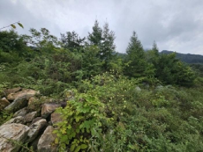 충북 단양군 적성면 임야 경매 물건 사진 2 · 2025타경5406