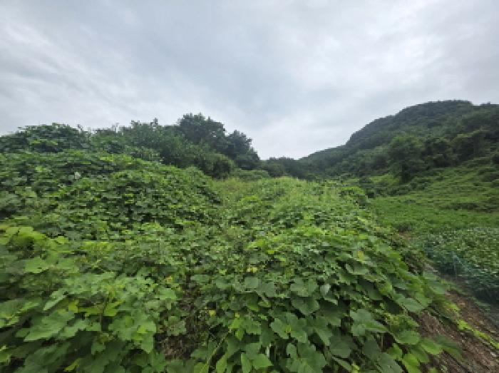 충북 제천시 수산면 전 경매 물건 사진 4 · 2025타경5409
