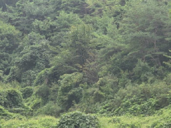 충북 제천시 수산면 전 경매 물건 사진 6 · 2025타경5409