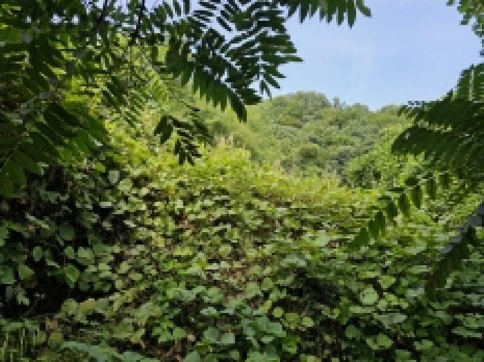 충북 단양군 적성면 전 경매 물건 사진 6 · 2025타경5410
