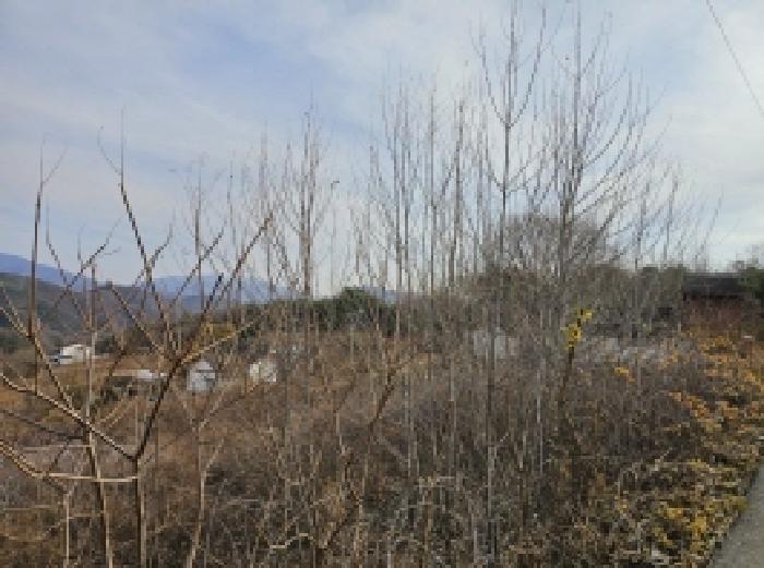 충북 단양군 가곡면 전 경매 물건 사진 5 · 2025타경5476