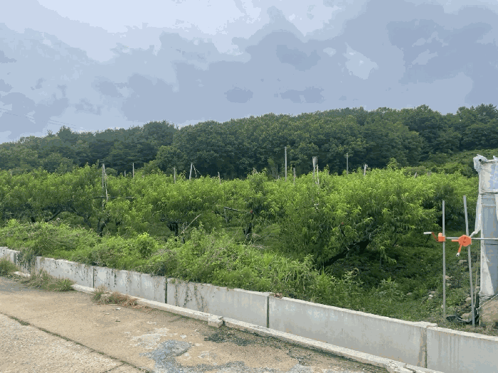 충북 영동군 매곡면 전답 경매 물건 사진 6 · 2025타경10162