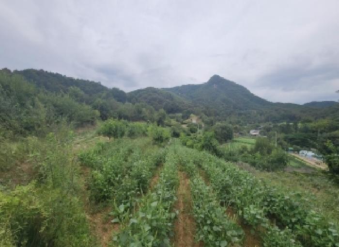 충북 옥천군 청산면 전 경매 물건 사진