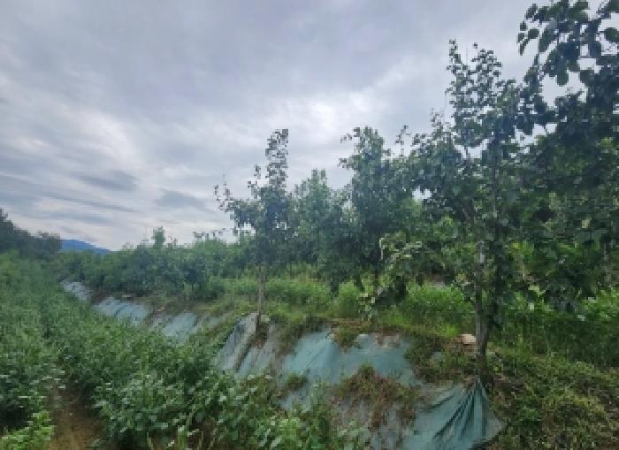 충북 옥천군 청산면 전 경매 물건 사진 2 · 2025타경10209