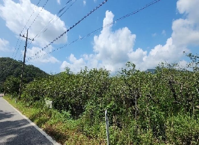 충북 영동군 심천면 과수원 경매 물건 사진 2 · 2025타경108