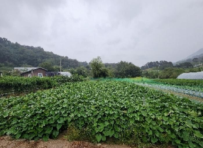 충북 옥천군 동이면 임야 경매 물건 사진 5 · 2025타경116