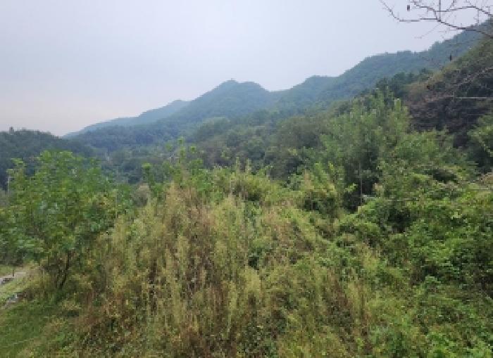 충북 옥천군 동이면 임야 경매 물건 사진