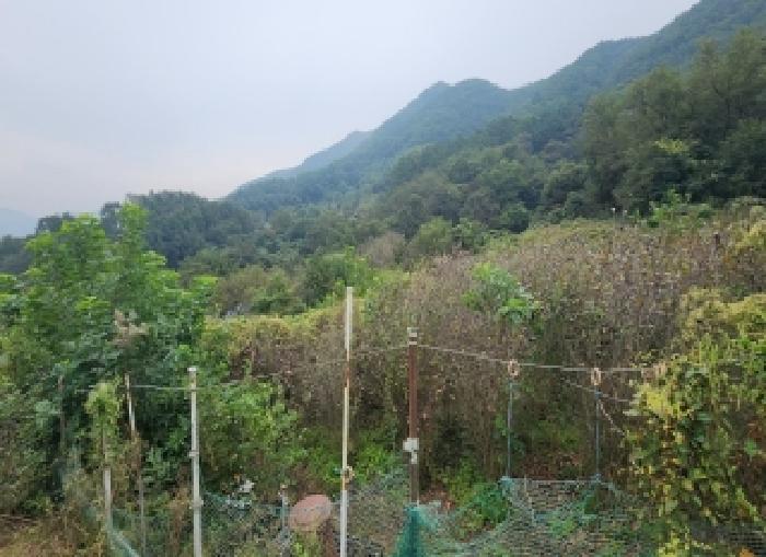 충북 옥천군 동이면 임야 경매 물건 사진 3 · 2025타경118