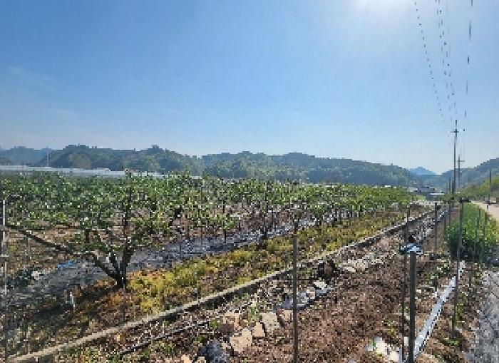 충북 영동군 양산면 전 경매 물건 사진 5 · 2025타경70