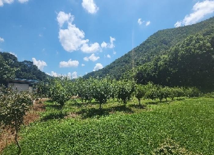 충북 옥천군 청성면 전답 경매 물건 사진