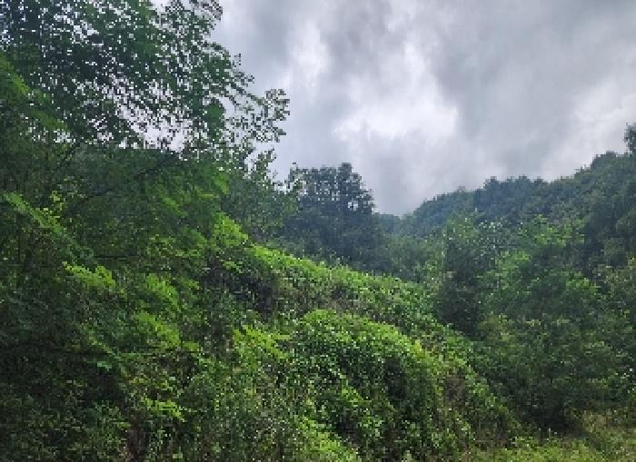 충북 영동군 양산면 과수원 경매 물건 사진 2 · 2025타경97