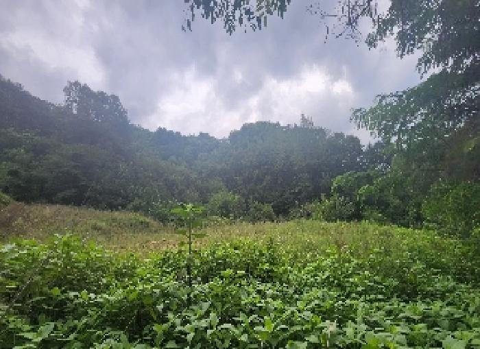 충북 영동군 양산면 과수원 경매 물건 사진 3 · 2025타경97