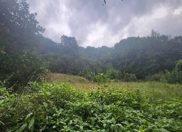 충북 영동군 양산면 과수원 경매 물건 사진 4 · 2025타경97