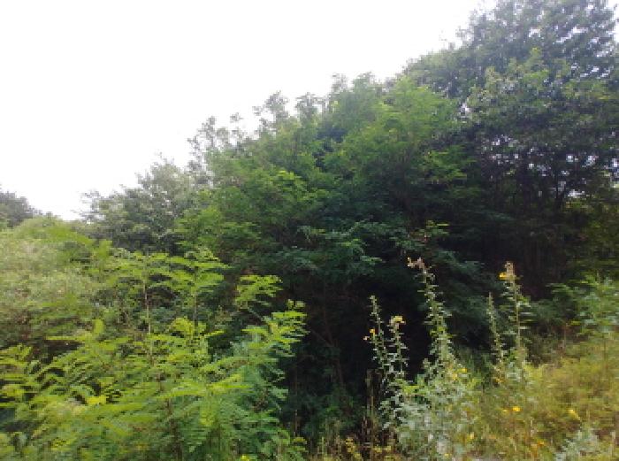 충남 금산군 금산읍 대지,임야,전답 경매 물건 사진 3 · 2025타경3713
