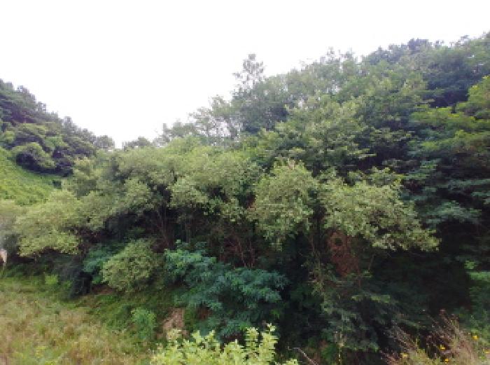 충남 금산군 금산읍 대지,임야,전답 경매 물건 사진 4 · 2025타경3713
