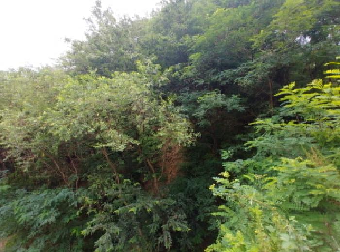 충남 금산군 금산읍 대지,임야,전답 경매 물건 사진 5 · 2025타경3713