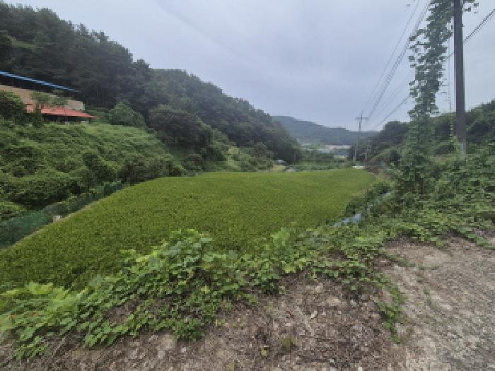 세종 부강면 답 경매 물건 사진 5 · 2025타경3798