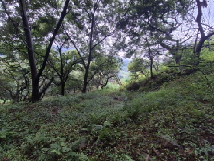세종 장군면 임야 경매 물건 사진 5 · 2025타경3803