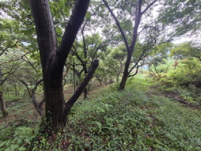 세종 장군면 임야 경매 물건 사진 6 · 2025타경3803
