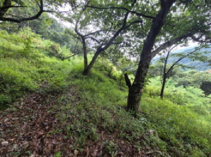 세종 장군면 임야 경매 물건 사진