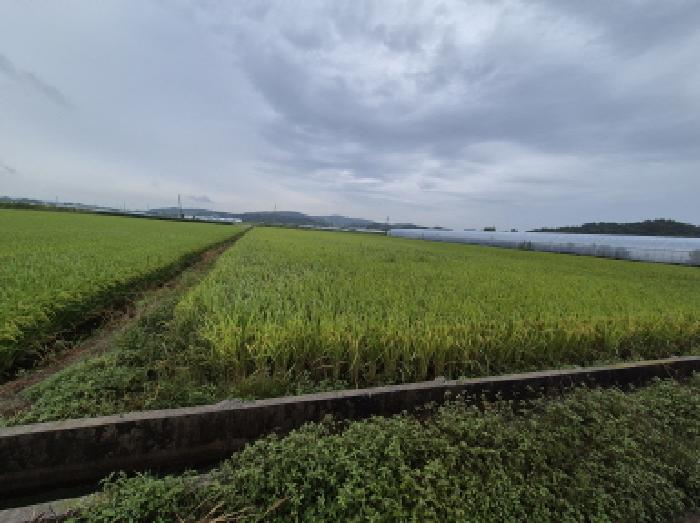 충남 연기군 동면 답 경매 물건 사진 2 · 2025타경3805