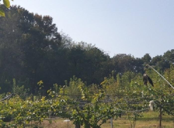 세종 연서면 임야 경매 물건 사진