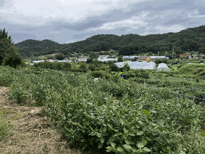 대전광역시 서구 괴곡동 182 전 경매 물건 사진