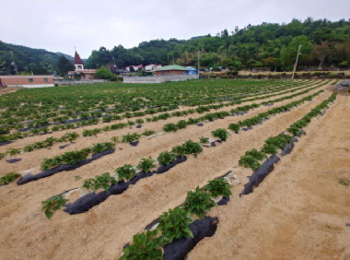 충남 금산군 군북면 답 경매 물건 사진 5 · 2025타경502551