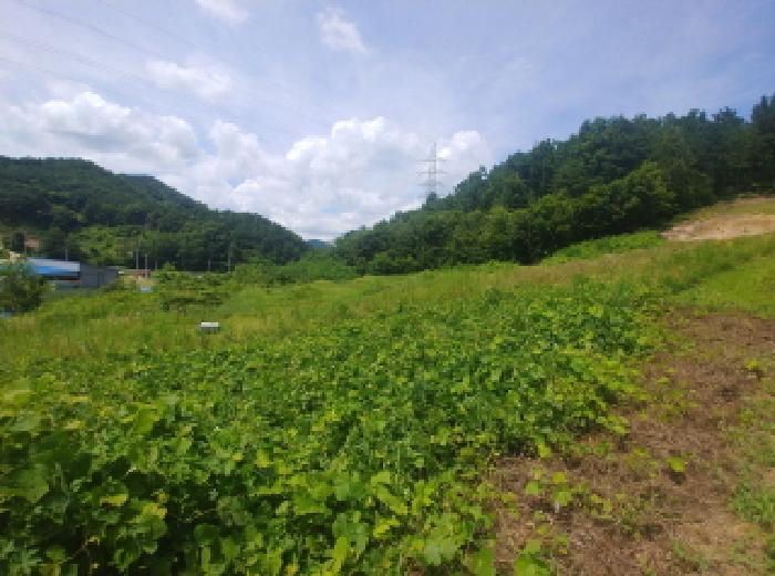 충남 금산군 제원면 대지,임야,전답 경매 물건 사진