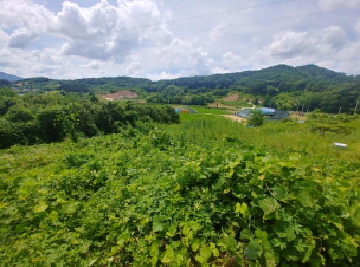 충남 금산군 제원면 대지,임야,전답 경매 물건 사진 3 · 2025타경502770