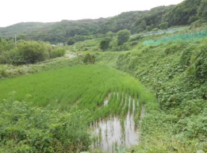 세종 전의면 답 경매 물건 사진 2 · 2025타경502886