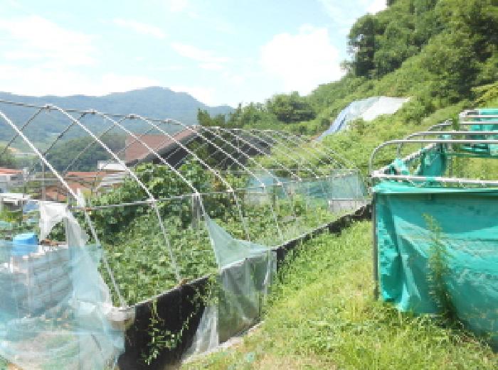 세종 전동면 임야 경매 물건 사진