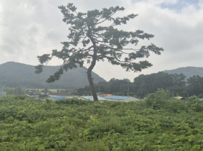 세종 장군면 도로 경매 물건 사진 5 · 2025타경503127