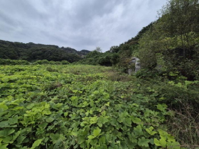 세종 장군면 임야 경매 물건 사진 4 · 2025타경503385