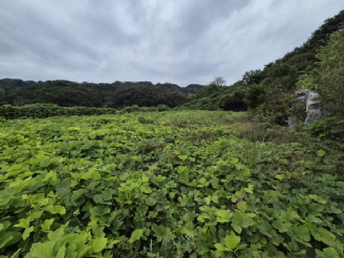 세종 장군면 임야 경매 물건 사진 5 · 2025타경503385