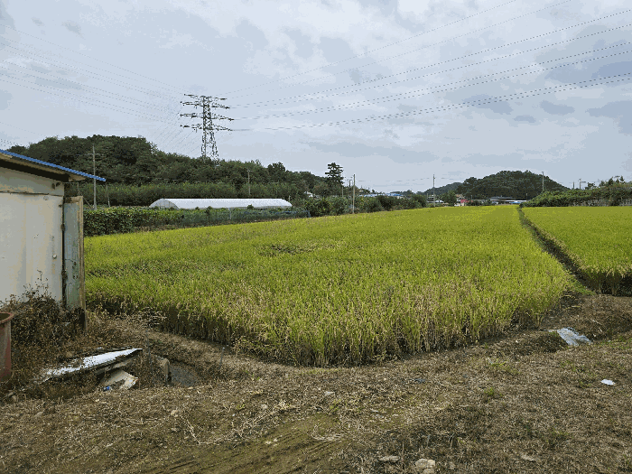 세종 연서면 답 경매 물건 사진 3 · 2025타경503398