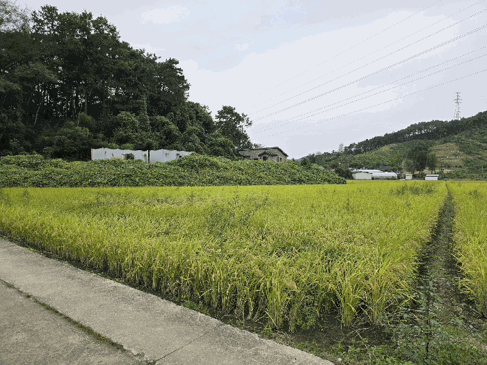 세종 연서면 답 경매 물건 사진 5 · 2025타경503398