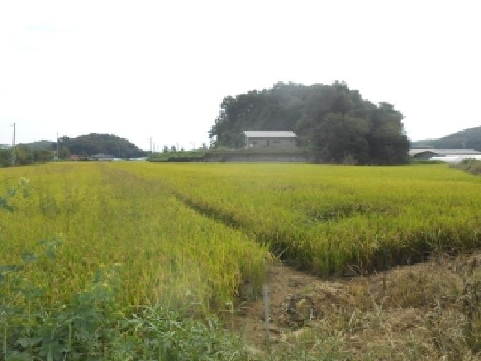 세종 연서면 답 경매 물건 사진 2 · 2025타경503398