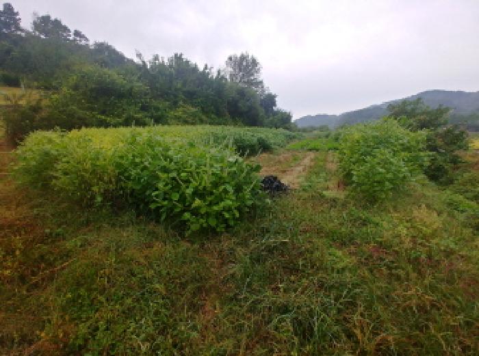 충남 금산군 제원면 답 경매 물건 사진 4 · 2025타경503424