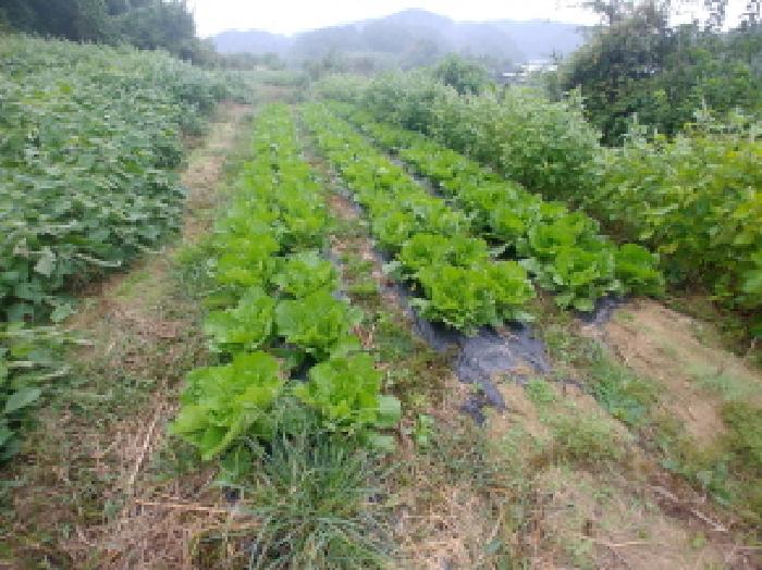 충남 금산군 제원면 답 경매 물건 사진 6 · 2025타경503424
